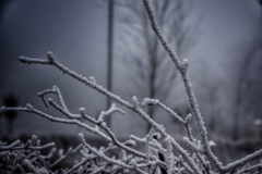 Branches covered in frost