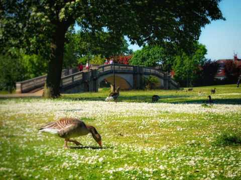 View article Extra parking to be introduced at East Park