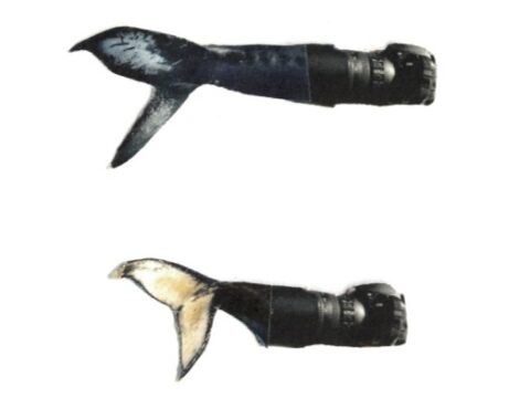 View article Here Be Whales exhibition at Hull Maritime Museum