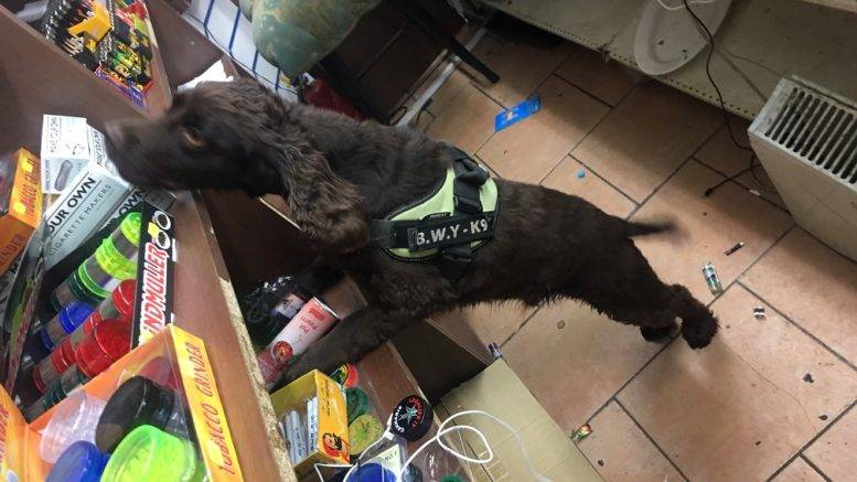 Yoyo the sniffer dog, who helped track down £11,000 in contraband.