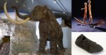 3 pictures of items on display at the museum, including one of a mammoth, a shoe and wooden carving