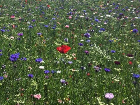 View article Hull’s stunning wildflower meadows are back