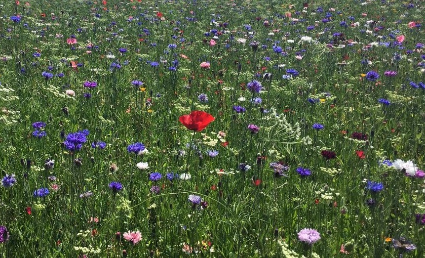 Wildflowers in Hull last spring.