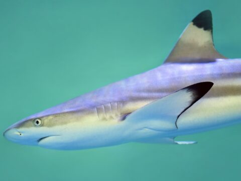 View article 5 things to do this Bank Holiday weekend