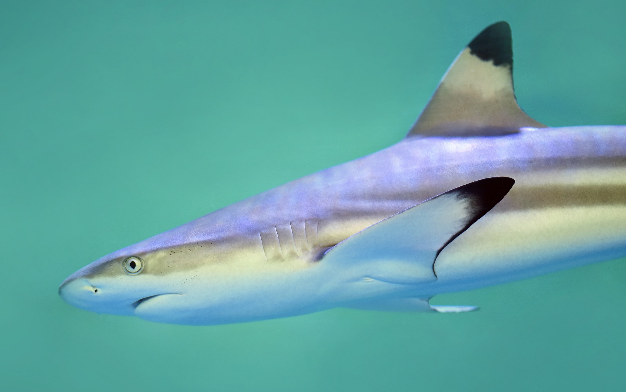 An interactive shark senses workshop will take place at The Deep. Picture: David Clode