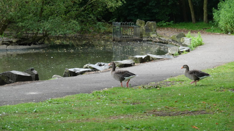 two ducks stand on grass, close to the edge of a pond. It is summer time, and a leafy tree can be seen in the background