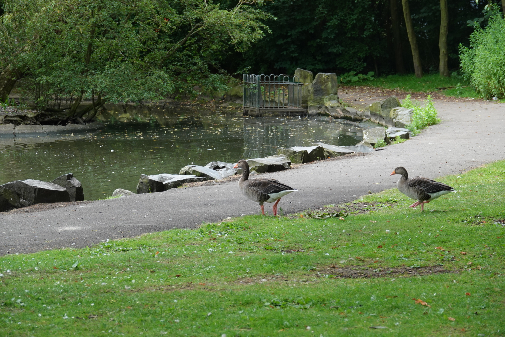 two ducks stand on grass, close to the edge of a pond. It is summer time, and a leafy tree can be seen in the background