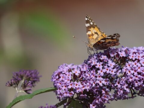 View article Heatwave brings bevy of butterflies to Hull’s ports