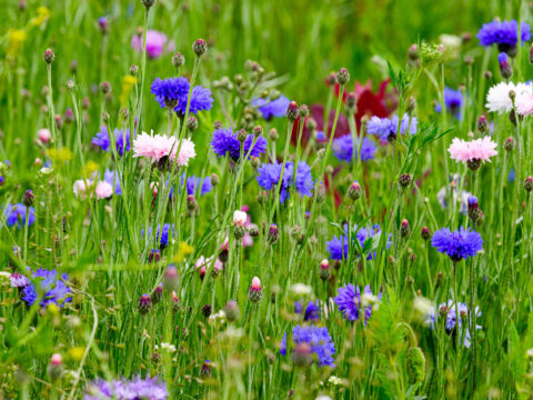 View article Nature in the city – bursts of colour in the unlikeliest of places