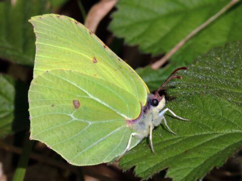 View article Hull is to become the country’s first ‘butterfly city’