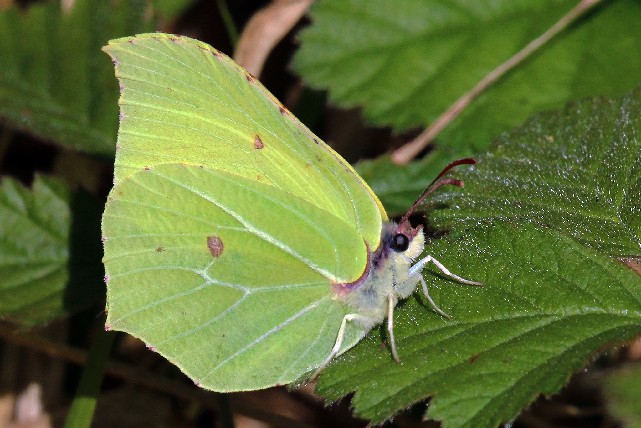 A brimstone butterfly