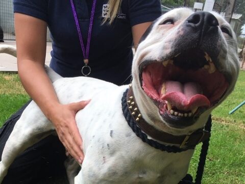 View article Free dog microchipping session returns to Hull