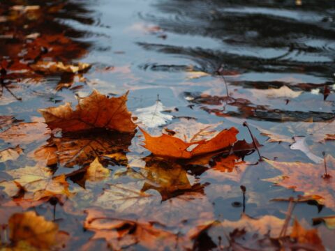 View article Plans on how to manage sustainable flood risk to be developed by Stantec