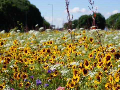 View article Biodiversity Net Gain approach to be discussed by cabinet