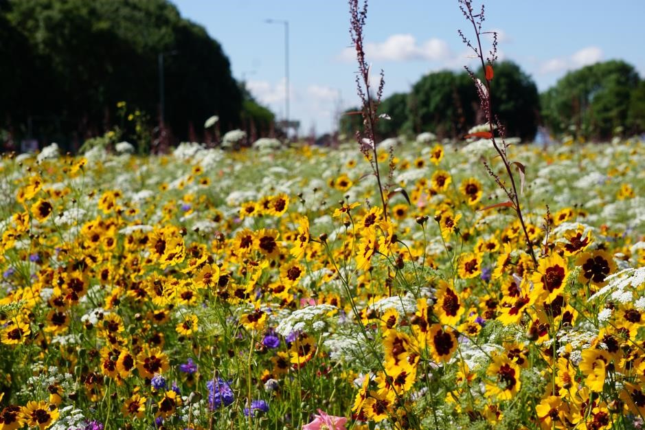 Urban wildflower meadows - taken by Dan Cornwell