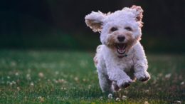 A white shih tzu puppy running on grass