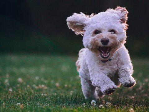 View article Free dog microchipping session in Hull soon