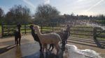 Alpacas being showered at Hull's Animal Education Centre.