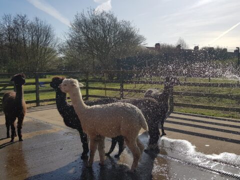 View article Animals at East Park continue to receive first-class care during coronavirus