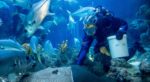A diver feeds stingrays at The Deep.