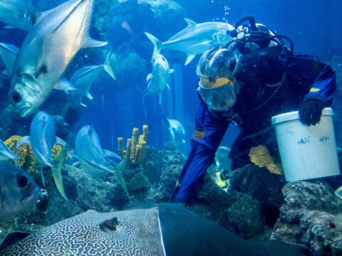 View article Behind the scenes at The Deep during coronavirus