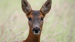 Deer. Photo by Gary McLeod.