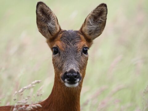 View article Community comes together to protect wildlife on Hull nature reserve