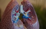 A model of a set of human lungs