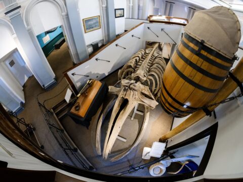 View article Unusual marine skeletons to be removed from Hull Maritime Museum