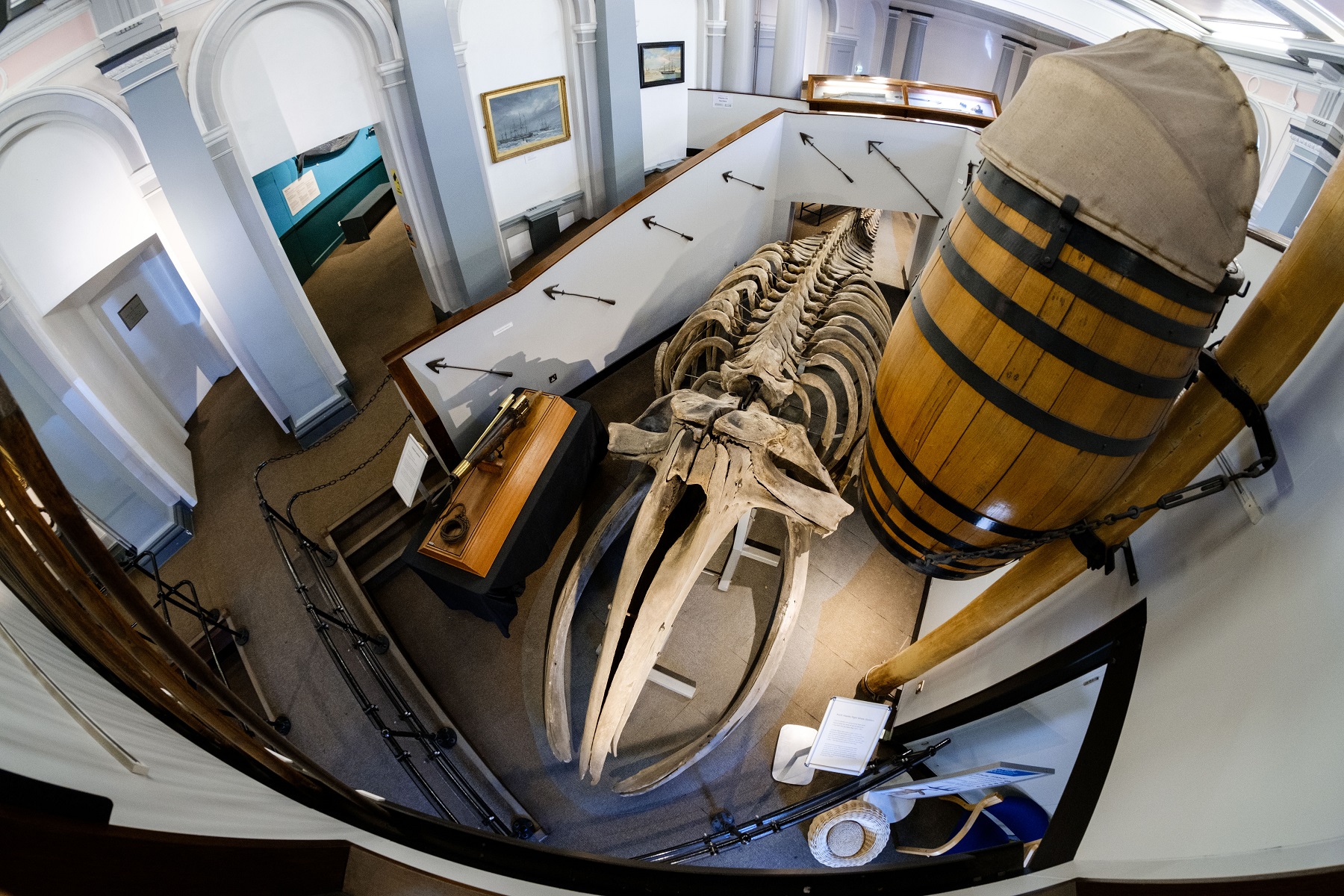 A whale skeleton at Hull Maritime Museum