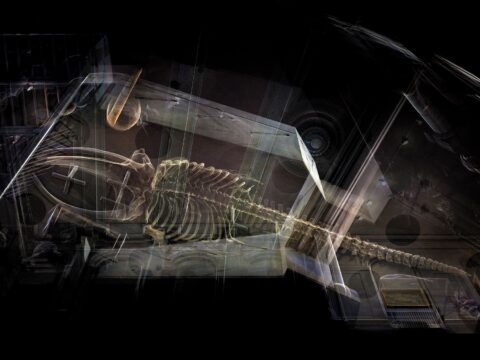 View article Hull’s huge 40ft whale skeleton to be brought back to life