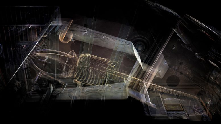 Contemporary artists Heinrich and Palmer have created a stunning visualisation of the Hull Maritime Museum’s whale skeleton.