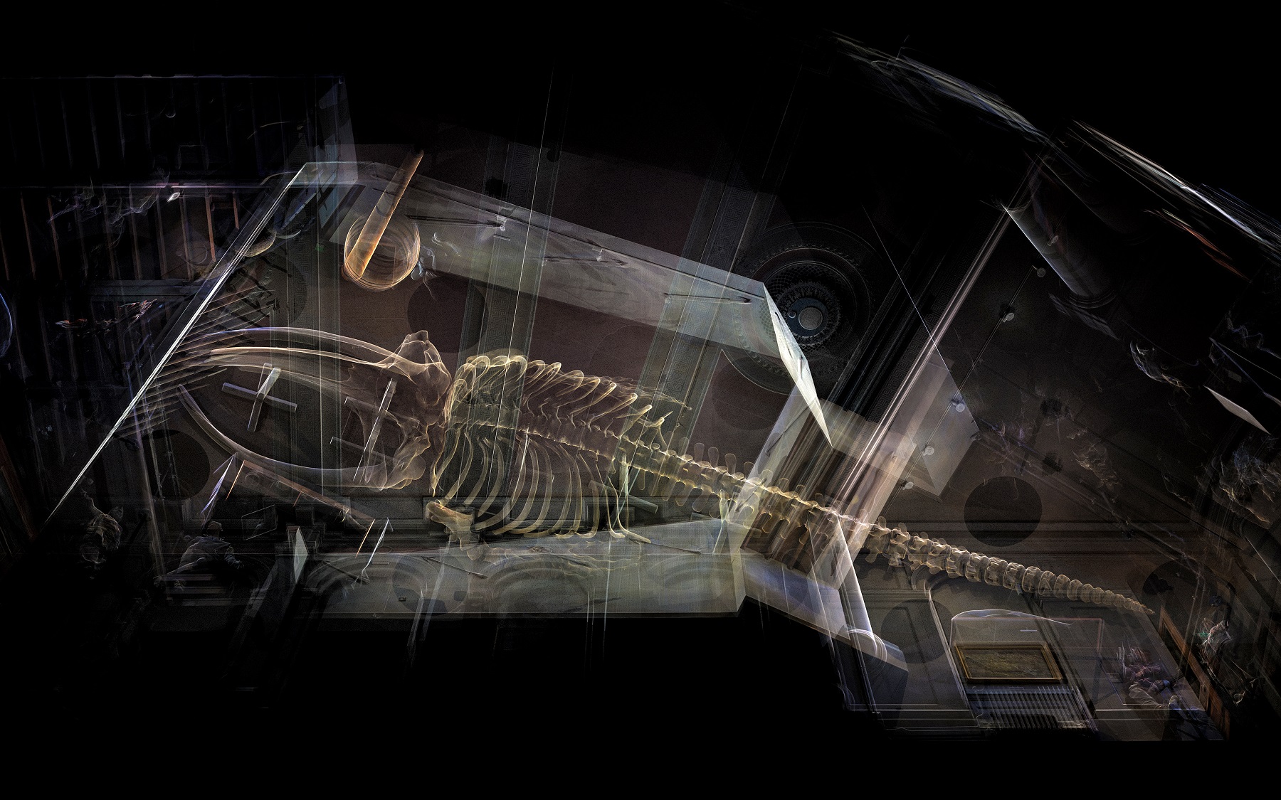 Contemporary artists Heinrich and Palmer have created a stunning visualisation of the Hull Maritime Museum’s whale skeleton.