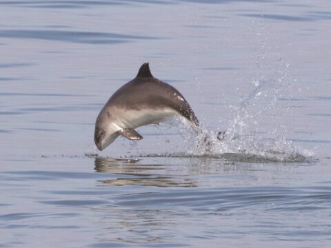 View article Go wild with pictures and stories to help Hull’s maritime project