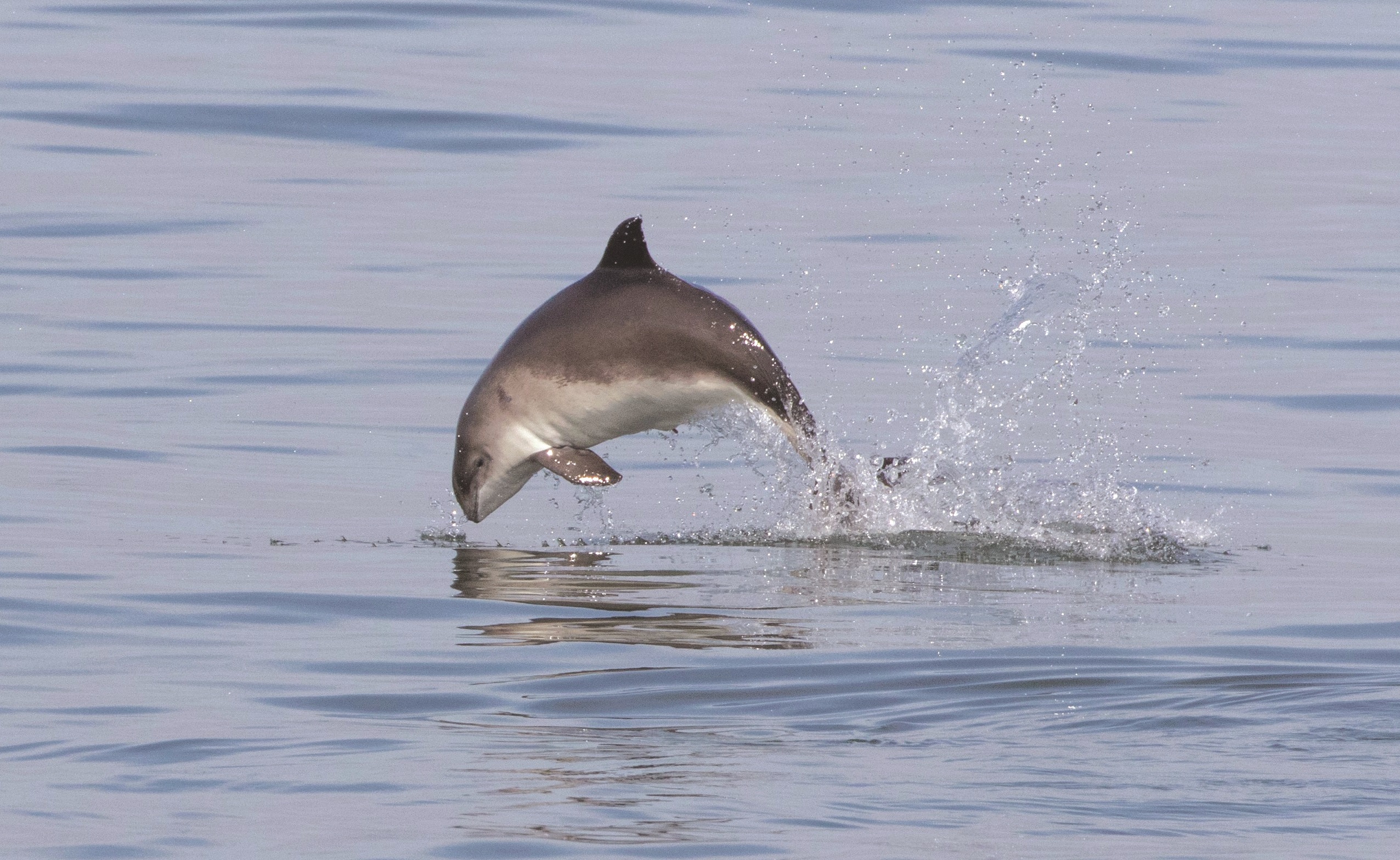 A harbour porpoise. Picture Chrys Mellor