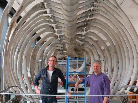 View article Experts appointed to dismantle skeletons at Hull Maritime Museum