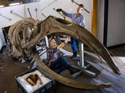 View article 110-year-old whale skeleton to move for first time in four decades