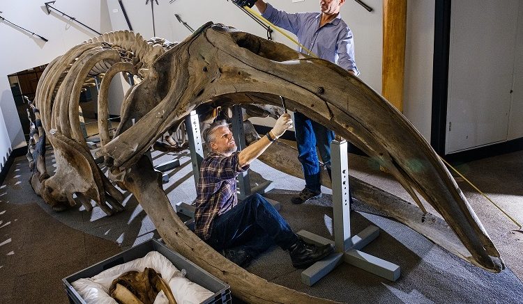 Nigel Larkin and Phil Rye who have been appointed to dismantle skeletons including the Right Whale at Hull Maritime Museum.