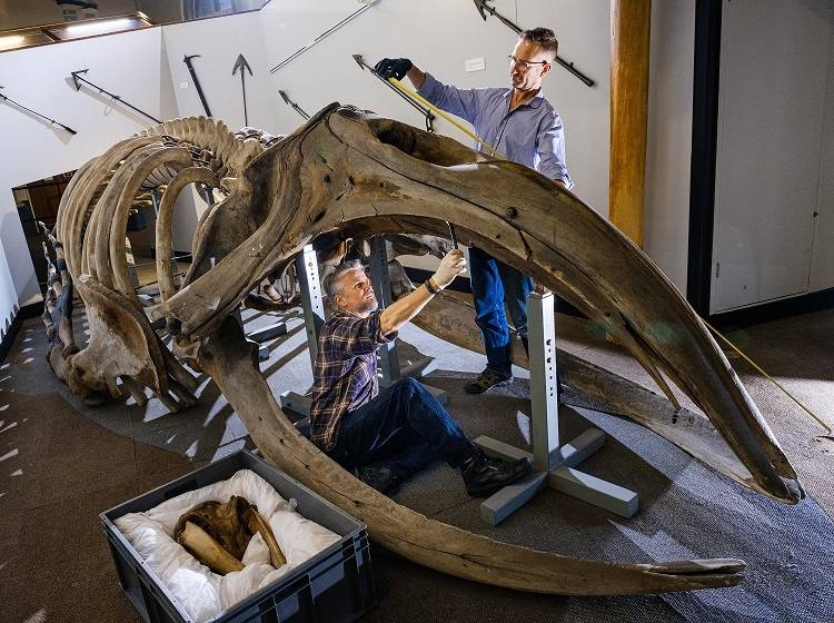 Nigel Larkin and Phil Rye who have been appointed to dismantle skeletons including the Right Whale at Hull Maritime Museum.