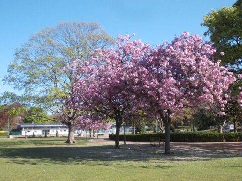 View article Hull named a Tree City of the World in global list