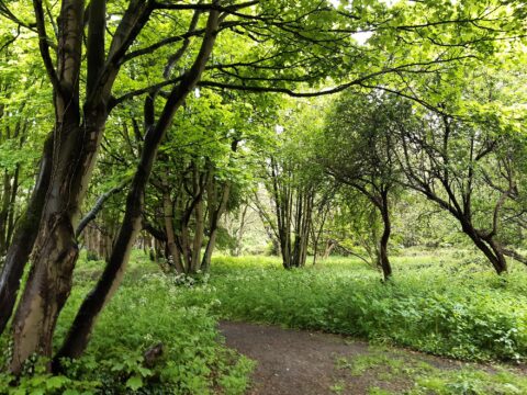 View article Natural woodland in Hull to be preserved by Hull City Council