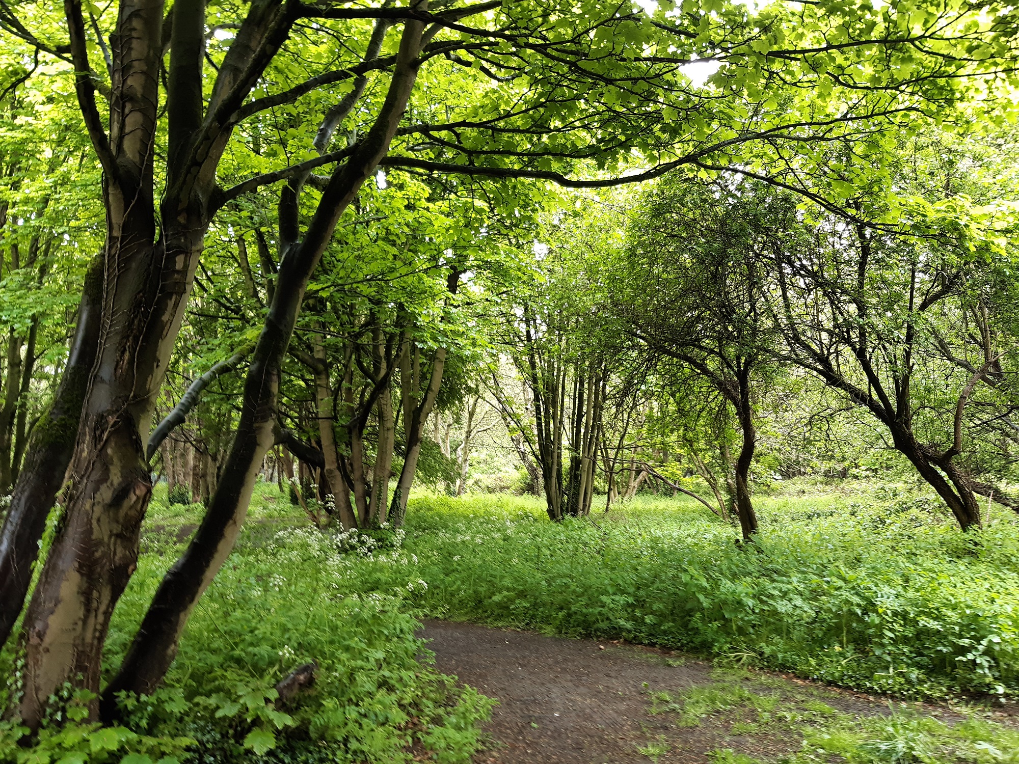 A green wooded area