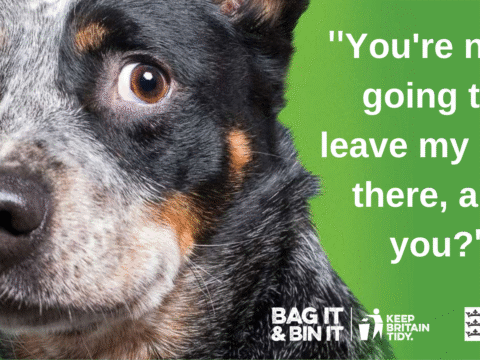 View article ‘Do It for Your Dog’ campaign launched to reduce instances of dog fouling