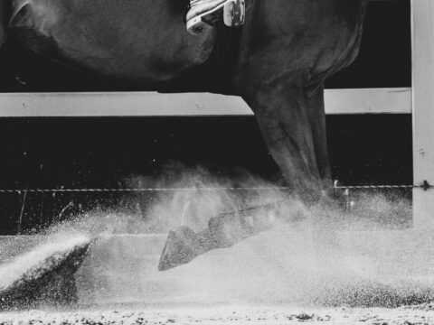 View article Saddle up for Lord Mayor’s charity race evening