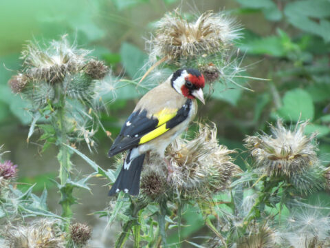 View article Noddle Hill Nature Reserve becomes a national example of how natural rewilding can bring new life