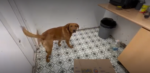 a ginger-coloured labrador is looking at the camera in a small room with a tiled floor. He is indicating to his handlers that he can small tobacco