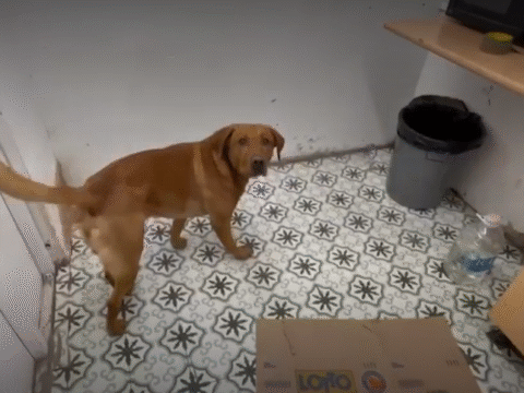 View article Counterfeit tobacco worth thousands seized