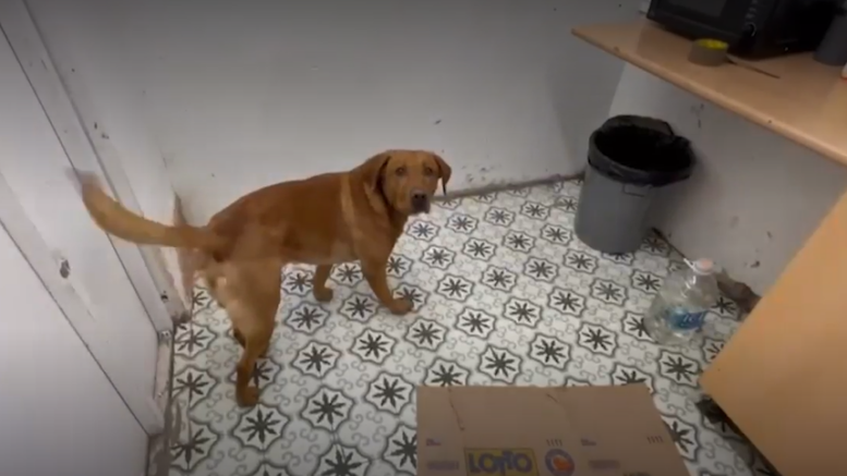 a ginger-coloured labrador is looking at the camera in a small room with a tiled floor. He is indicating to his handlers that he can small tobacco