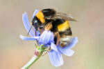 Bumblebee on a blue wild flower