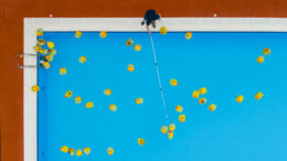 A drone image of lots of large yellow rubber ducks in a blue pool with a person hooking one